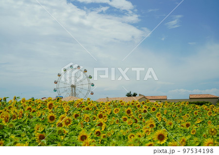 ひまわり、ひまわり畑、ソレイユの丘、それいゆの丘、ソレイユ、Soleil hill,神奈川県、日本、 ひまわり、ひまわり畑、ソレイユの丘、それいゆの丘、ソレイユ、Soleil hill,神奈川県、日本、 97534198