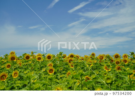 ひまわり、ひまわり畑、ソレイユの丘、それいゆの丘、ソレイユ、Soleil hill,神奈川県、日本、 ひまわり、ひまわり畑、ソレイユの丘、それいゆの丘、ソレイユ、Soleil hill,神奈川県、日本、 97534200