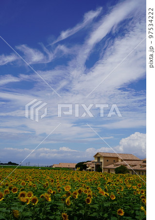 ひまわり、ひまわり畑、ソレイユの丘、それいゆの丘、ソレイユ、Soleil hill,神奈川県、日本、 97534222