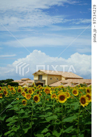 ひまわり、ひまわり畑、ソレイユの丘、それいゆの丘、ソレイユ、Soleil hill,神奈川県、日本、 97534229