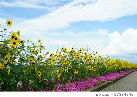 ひまわり、ひまわり畑、ソレイユの丘、それいゆの丘、ソレイユ、Soleil hill,神奈川県、日本、 ひまわり、ひまわり畑、ソレイユの丘、それいゆの丘、ソレイユ、Soleil hill,神奈川県、日本、 97534249