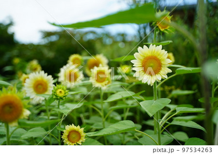 ひまわり、ひまわり畑、ソレイユの丘、それいゆの丘、ソレイユ、Soleil hill,神奈川県、日本、 97534263