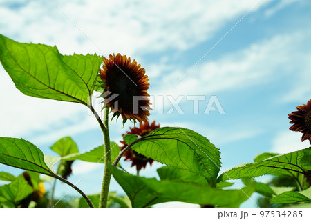 ひまわり、ひまわり畑、ソレイユの丘、それいゆの丘、ソレイユ、Soleil hill,神奈川県、日本、 ひまわり、ひまわり畑、ソレイユの丘、それいゆの丘、ソレイユ、Soleil hill,神奈川県、日本、 97534285