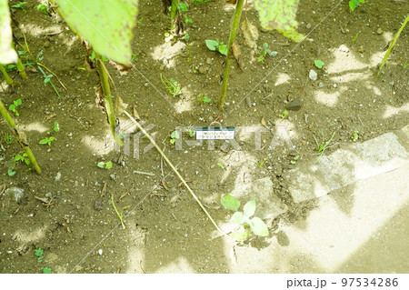 ひまわり、ひまわり畑、ソレイユの丘、それいゆの丘、ソレイユ、Soleil hill,神奈川県、日本、 97534286