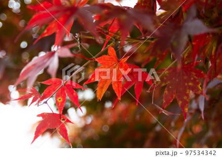 高尾山の紅葉 高尾山の紅葉 97534342
