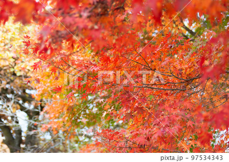高尾山の紅葉 高尾山の紅葉 97534343
