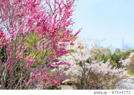 桜の咲く田舎の公園 桜の咲く田舎の公園 97534772