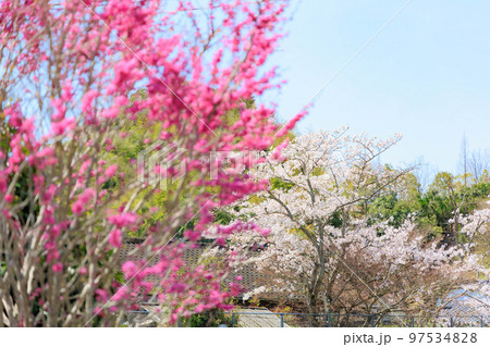 桜の咲く田舎の公園 97534828