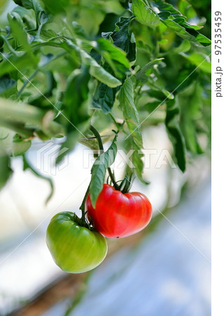 みずみずしさを感じる赤いトマトと青いトマト 97535459