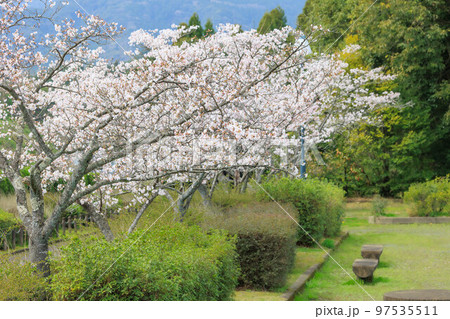 桜の咲く田舎の公園 桜の咲く田舎の公園 97535511