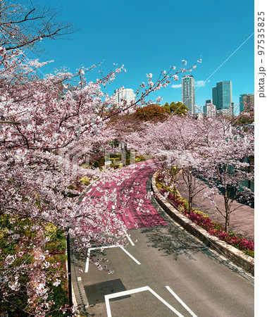 《東京都》六本木桧町公園の桜並木 《東京都》六本木桧町公園の桜並木 97535825