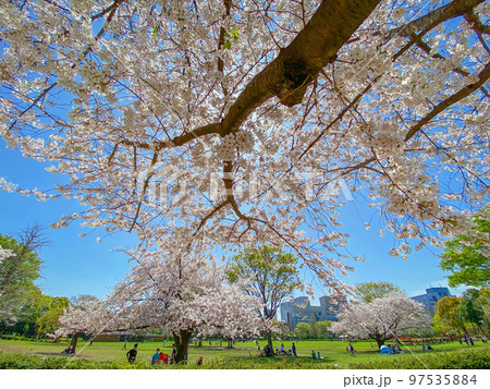 《東京都》木場公園の桜 97535884