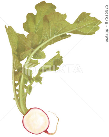 ラディッシュのスライスした断面の美味しそうなリアルテイストの手描きイラスト 97535925