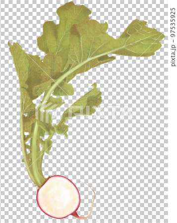 ラディッシュのスライスした断面の美味しそうなリアルテイストの手描きイラスト 97535925