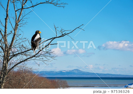 北海道東部の国後島とオオワシ 97536326