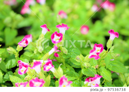 トレニアの花 トレニアの花 97536738
