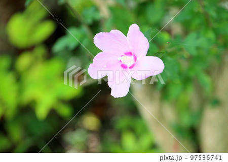 ムクゲの花 ムクゲの花 97536741