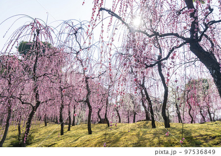 京都　城南宮の枝垂れ梅 97536849