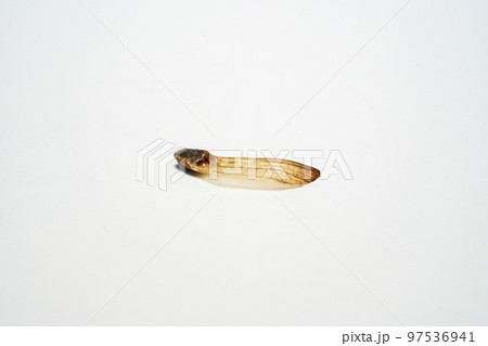 テーダマツの種子（秋、十月） 97536941