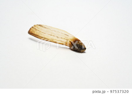 テーダマツの種子(秋、十月) テーダマツの種子(秋、十月) 97537320