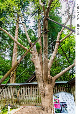 宮崎県 天岩戸神社　～西本宮・御神木～ 97537367