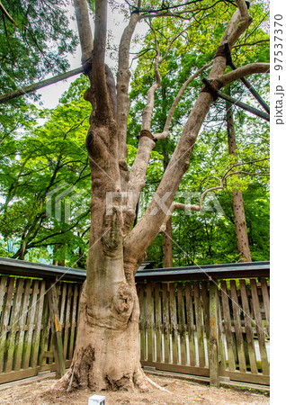 宮崎県 天岩戸神社　～西本宮・御神木～ 97537370