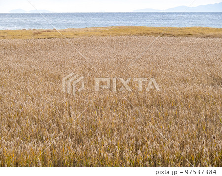 田中川干潟(千里湿地)の風景。(田中川河口右岸・三重県津市) 田中川干潟(千里湿地)の風景。(田中川河口右岸・三重県津市) 97537384