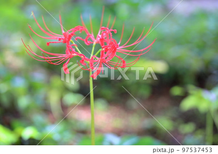 ヒガンバナの花 ヒガンバナの花 97537453