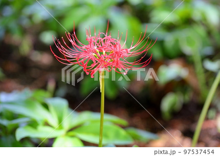 ヒガンバナの花 ヒガンバナの花 97537454