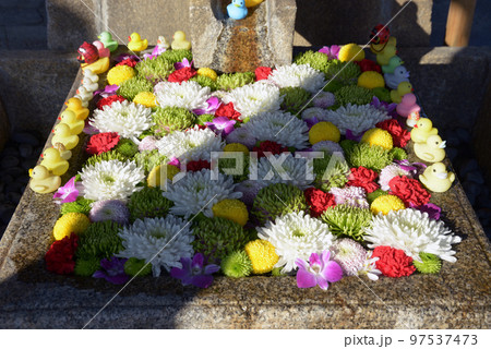 金戒光明寺　花の手水鉢　京都市左京区黒谷 97537473