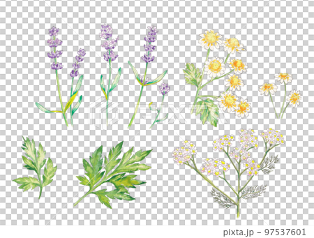 ハーブの手描き水彩画セット（ラベンダー、カモミール、ヤロウ、ヨモギ） 97537601