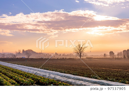 「見沼田んぼ」冬の朝　霧の立ち込める美しい風景 97537905