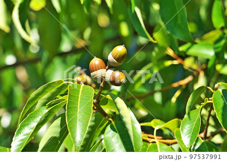 茶色のシラカシの実（秋、十一月） 97537991