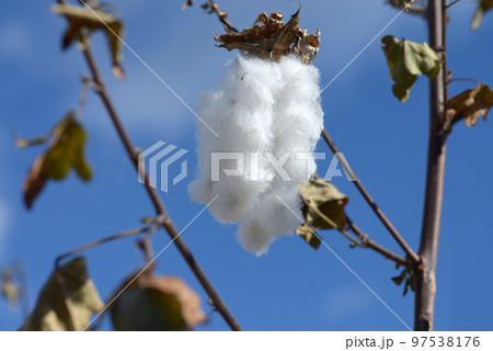 キダチワタ　綿 97538176