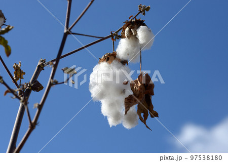 キダチワタ　綿 97538180