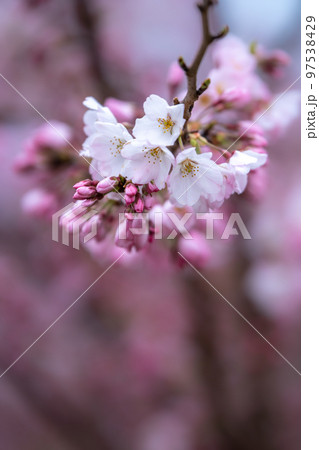 桜の花　華やかな春のイメージ 97538429