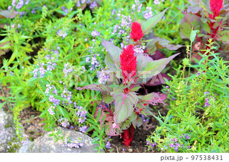 ケイトウの花 97538431