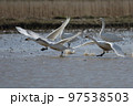 冬の河北潟の白鳥 97538503