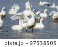 冬の河北潟の白鳥 97538505