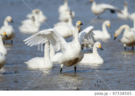 冬の河北潟の白鳥 冬の河北潟の白鳥 97538505