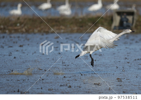 冬の河北潟の白鳥 97538511