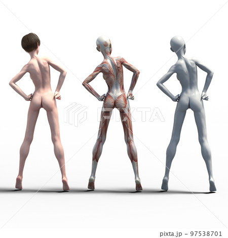 筋肉標本　比較　女性　perming3DCG　イラスト素材 97538701
