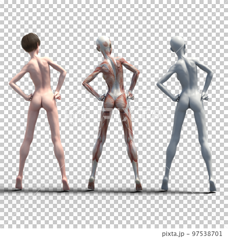 筋肉標本　比較　女性　perming3DCG　イラスト素材 97538701