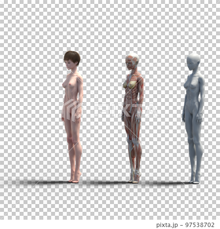 肌肉標本比較女性perming3DCG插畫素材 97538702