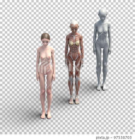 筋肉標本　比較　女性　perming3DCG　イラスト素材 97538703