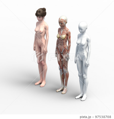 筋肉標本　比較　女性　perming3DCG　イラスト素材 97538708