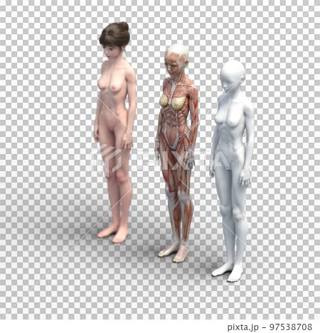 筋肉標本　比較　女性　perming3DCG　イラスト素材 97538708