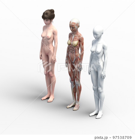 筋肉標本　比較　女性　perming3DCG　イラスト素材 97538709