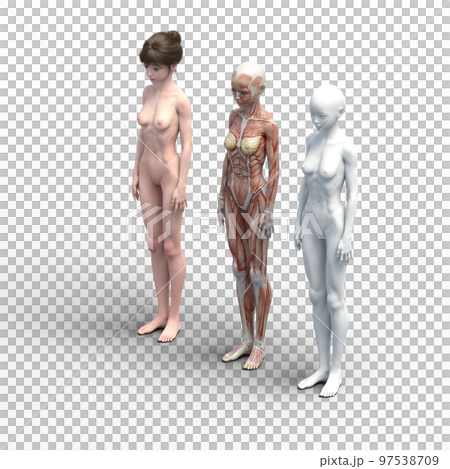 筋肉標本　比較　女性　perming3DCG　イラスト素材 97538709