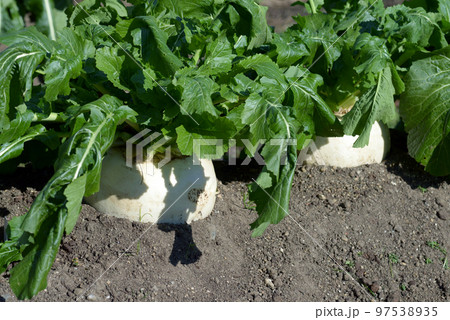 聖護院かぶ　京野菜 97538935